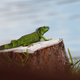 A green iguana in Pembroke Pines, Florida.